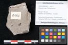 Foto (Objekt + Etikett) von Zostera ungeri Ettingshausen (NHMW-GEO-2024-0188-6662)